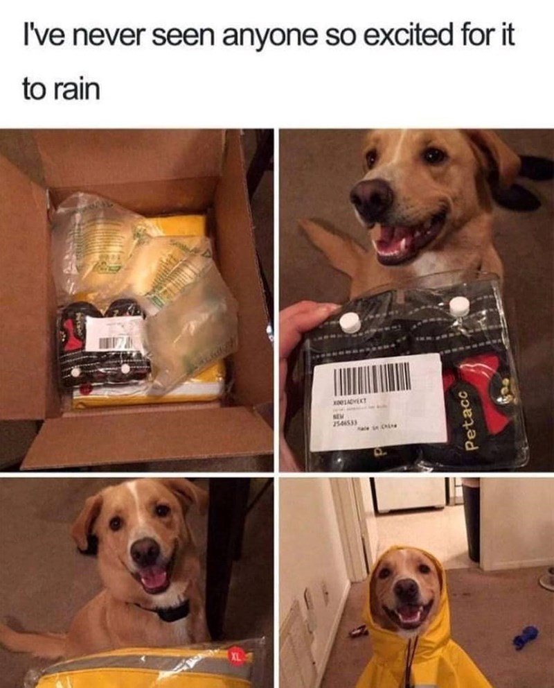 I've never seen anyone so excited for it to rain XL X001ADYEKT NEW 2546533 hale in Chite Petacc