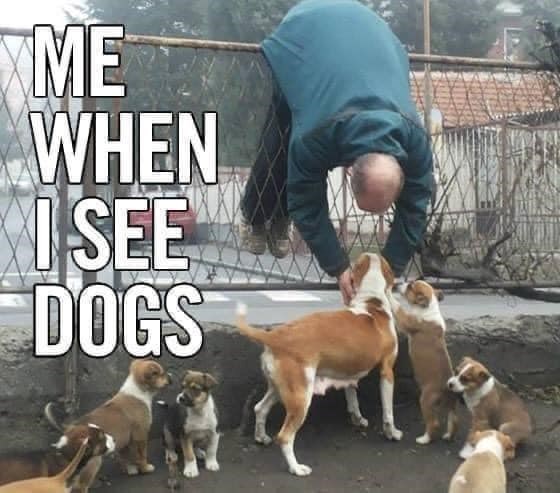 ME WHEN I SEE DOGS