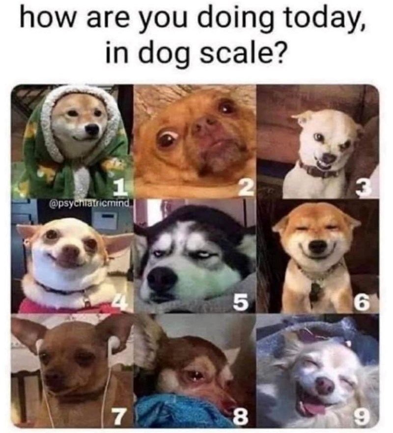 how are you doing today, in dog scale? 2 3 @psychiatricmind 5 6 7 8 9