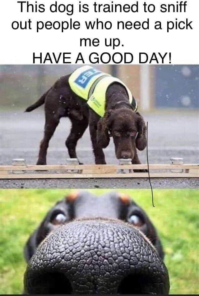 This dog is trained to sniff out people who need a pick me up. HAVE A GOOD DAY! HE