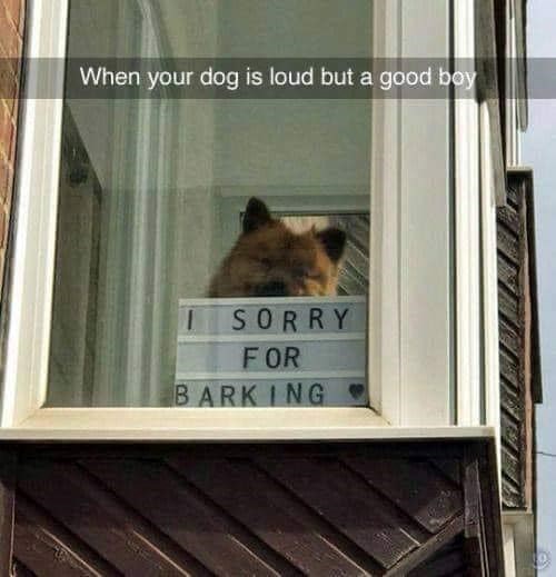 When your dog is loud but a good boy SORRY FOR BARKING