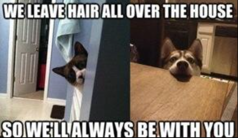 WE LEAVE HAIR ALL OVER THE HOUSE SO WE'LL ALWAYS BE WITH YOU