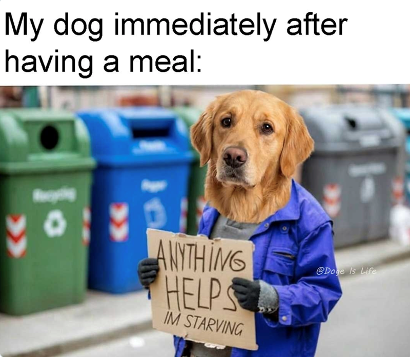 My dog immediately after having a meal: Buying ANYTHING HELPS IM STARVING @Doge Is Life
