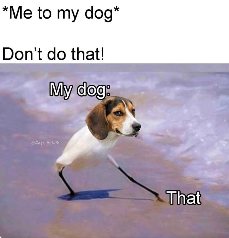 *Me to my dog* Don't do that! My dog: @Doge is Life That
