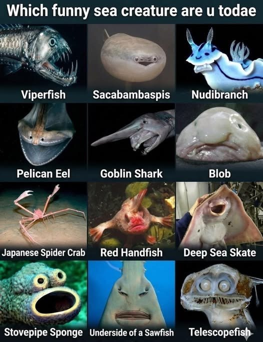 Which funny sea creature are u todae Viperfish Sacabambaspis Nudibranch Pelican Eel Goblin Shark Blob Japanese Spider Crab Red Handfish Deep Sea Skate Stovepipe Sponge Underside of a Sawfish Telescopefish