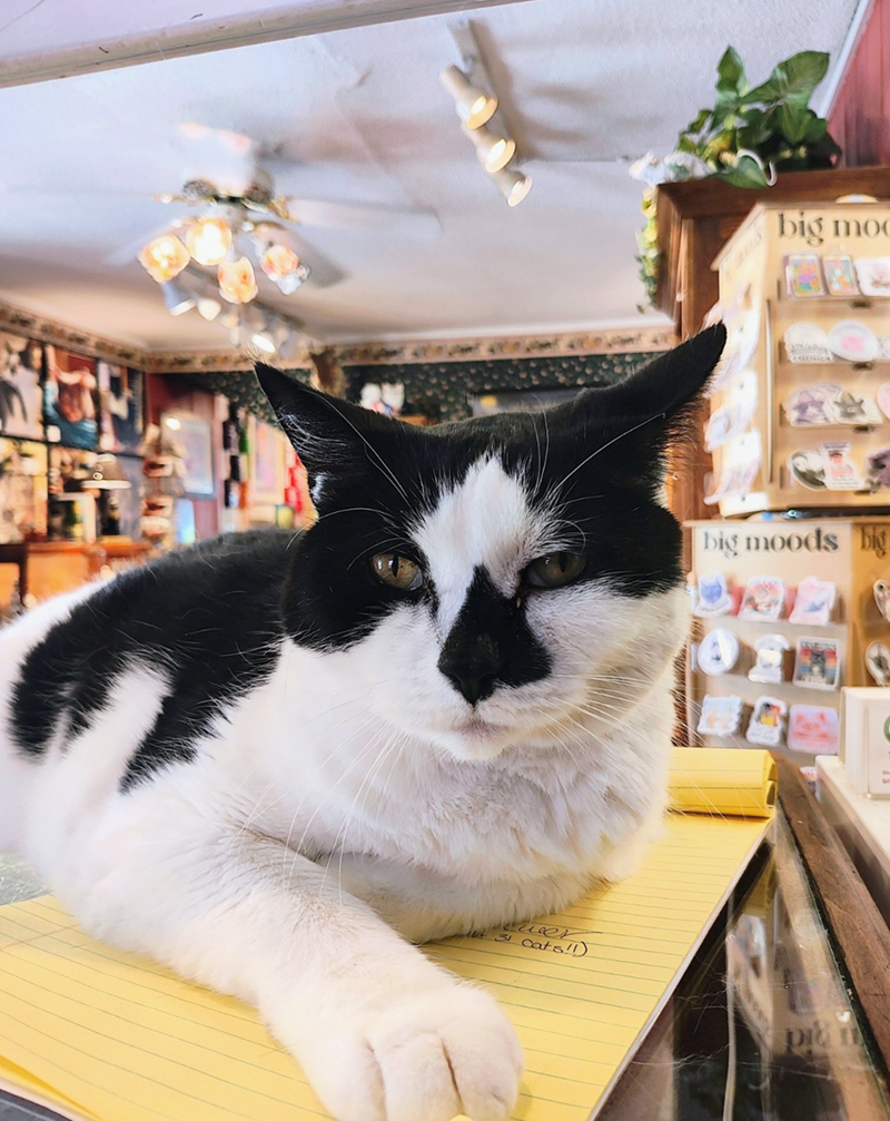 weer 31 Cats!!) big mo big moods big
