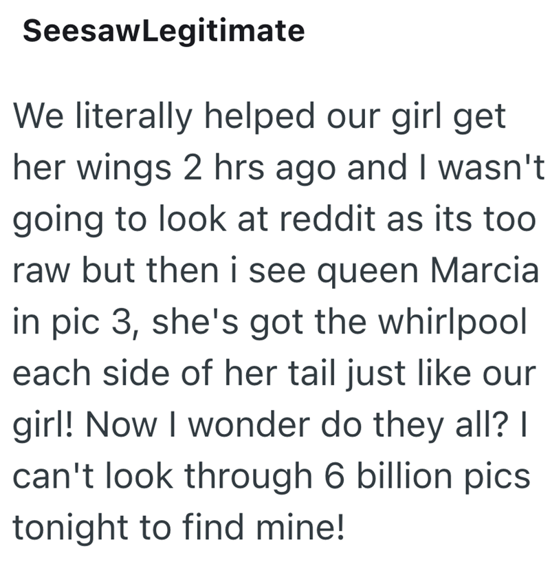 SeesawLegitimate We literally helped our girl get her wings 2 hrs ago and I wasn't going to look at reddit as its too raw but then i see queen Marcia in pic 3, she's got the whirlpool each side of her tail just like our girl! Now I wonder do they all? I can't look through 6 billion pics tonight to find mine!