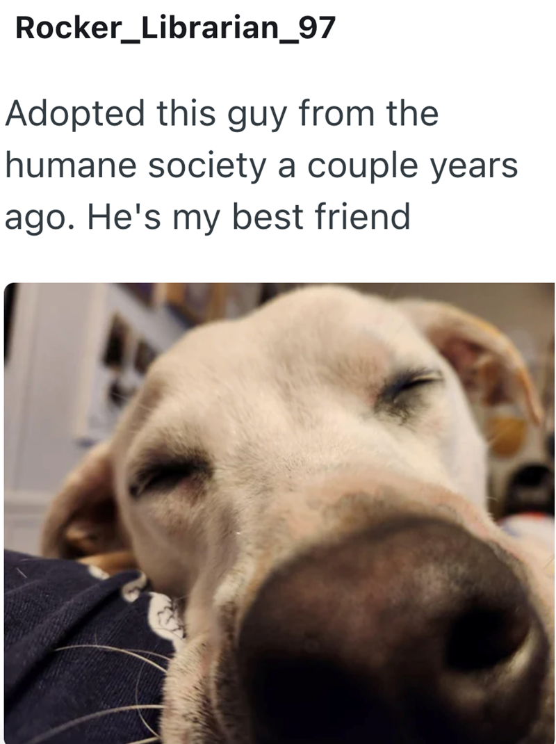 Rocker_Librarian_97 Adopted this guy from the humane society a couple years ago. He's my best friend