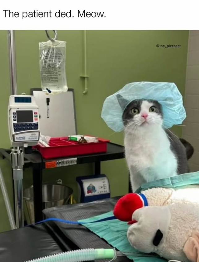 BOO CM The patient ded. Meow. @the_pizzacat