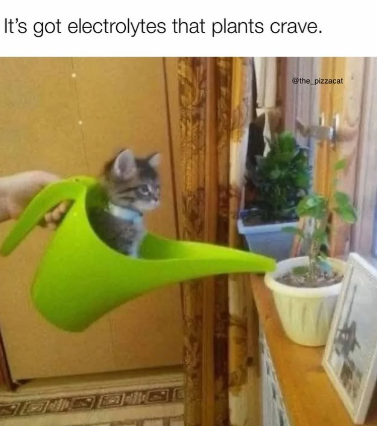 It's got electrolytes that plants crave. @the_pizzacat