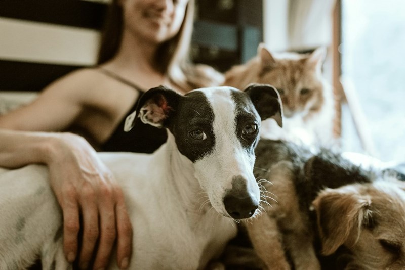 A woman relaxes on a couch surrounded by several pets, including dogs and cats, highlighting the chaos of living with multiple animals indoors.