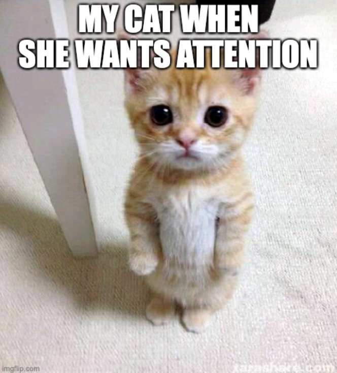 MY CAT WHEN SHE WANTS ATTENTION imgflip.com
