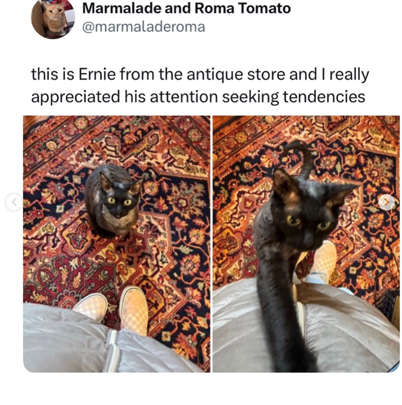 Marmalade and Roma Tomato @marmaladeroma this is Ernie from the antique store and I really appreciated his attention seeking tendencies