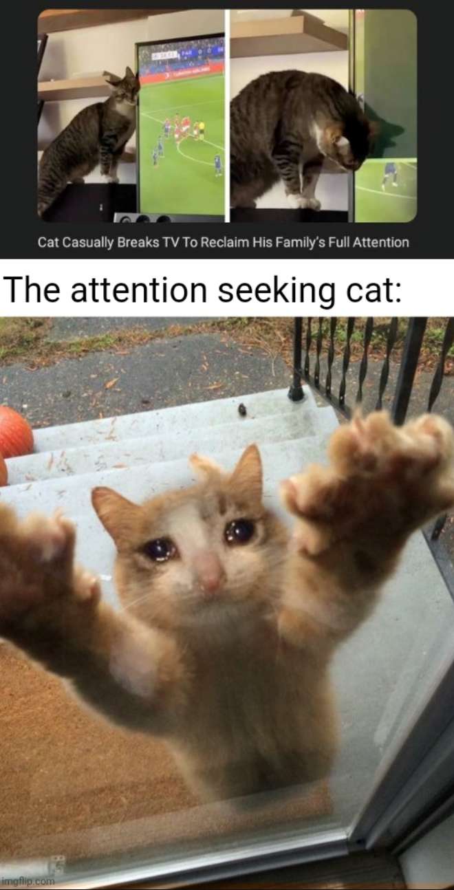 Cat Casually Breaks TV To Reclaim His Family's Full Attention The attention seeking cat: imgflip.com