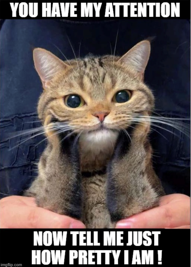YOU HAVE MY ATTENTION imgflip.com NOW TELL ME JUST HOW PRETTY I AM!