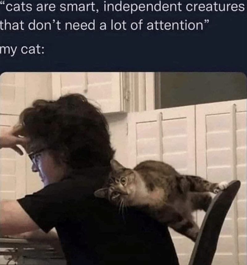 "cats are smart, independent creatures that don't need a lot of attention" my cat: