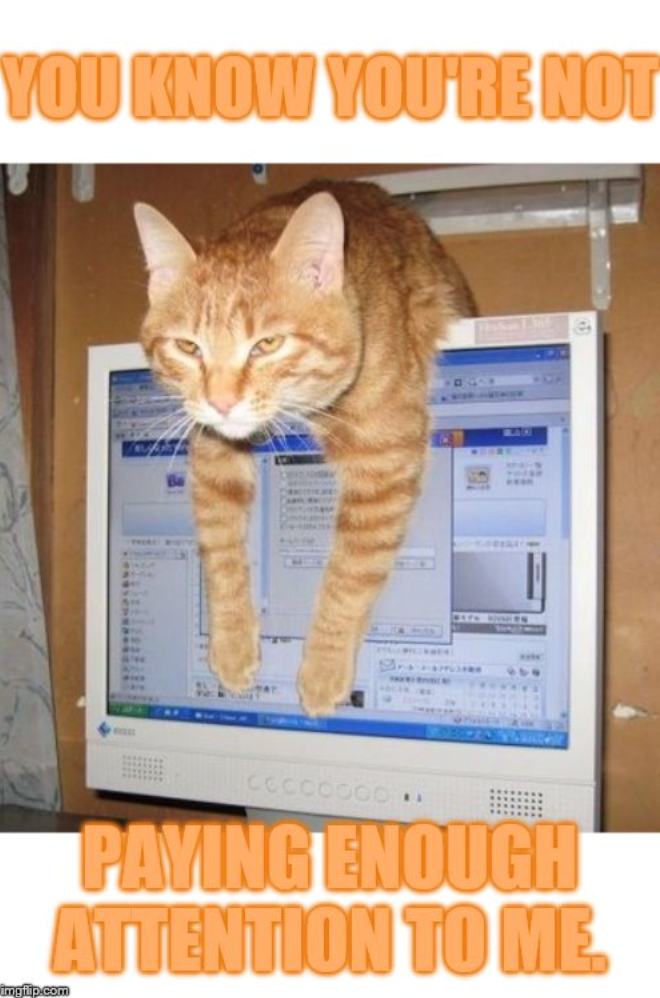 YOU KNOW YOU'RE NOT 9. CCCCOOOO PAYING ENOUGH ATTENTION TO ME. imgflip.com