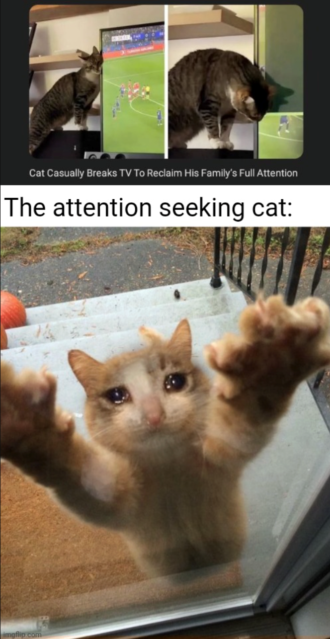 Cat Casually Breaks TV To Reclaim His Family's Full Attention The attention seeking cat: imgflip.com