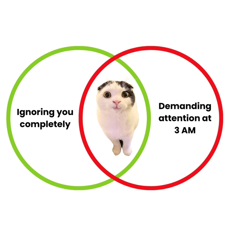 Ignoring you completely Demanding attention at 3 AM