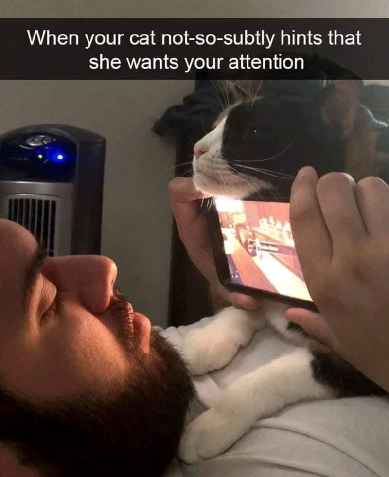 When your cat not-so-subtly hints that she wants your attention