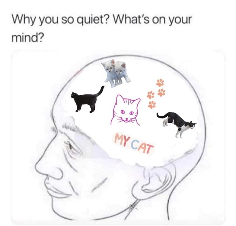 Why you so quiet? What's on your mind? MY CAT