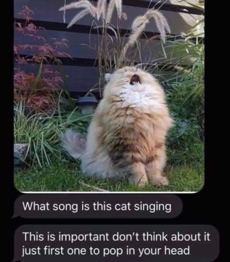 What song is this cat singing This is important don't think about it just first one to pop in your head