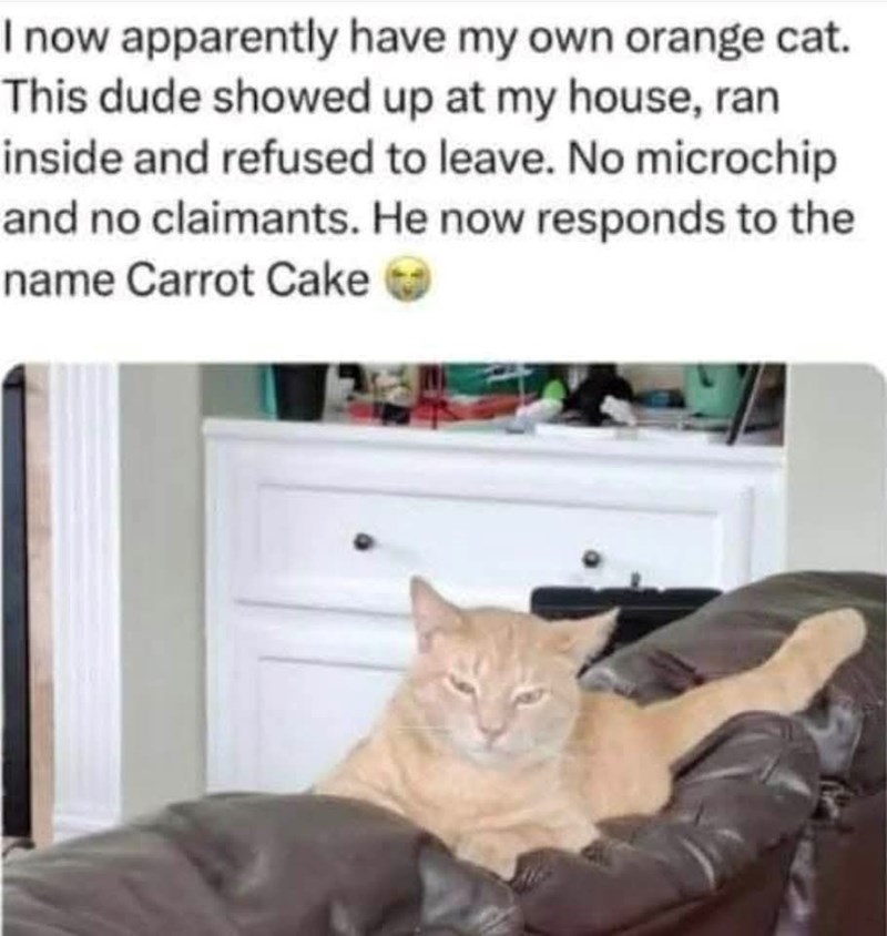 I now apparently have my own orange cat. This dude showed up at my house, ran inside and refused to leave. No microchip and no claimants. He now responds to the name Carrot Cake