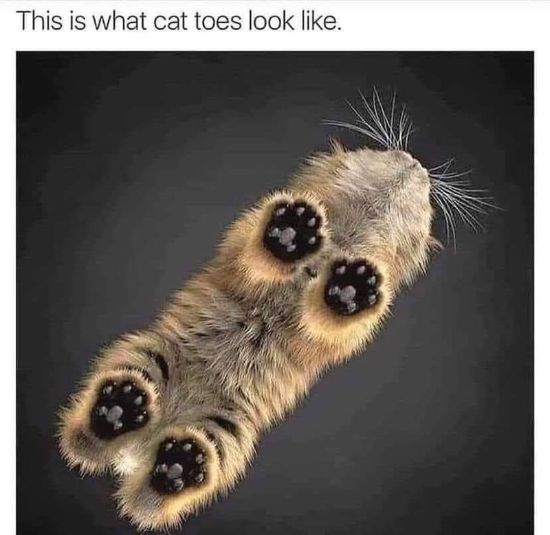 This is what cat toes look like.