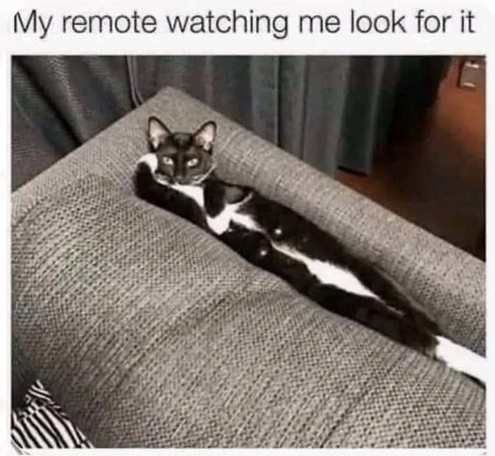 My remote watching me look for it