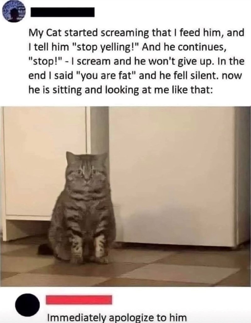 My Cat started screaming that I feed him, and I tell him "stop yelling!" And he continues, "stop!" - I scream and he won't give up. In the end I said "you are fat" and he fell silent. now he is sitting and looking at me like that: Immediately apologize to him
