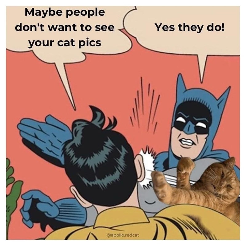 Maybe people don't want to see your cat pics Yes they do! D @apollo.redcat