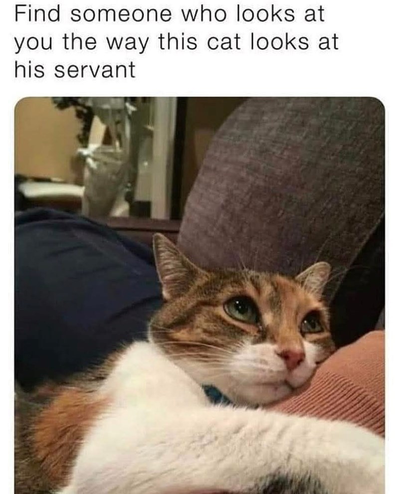 Find someone who looks at you the way this cat looks at his servant
