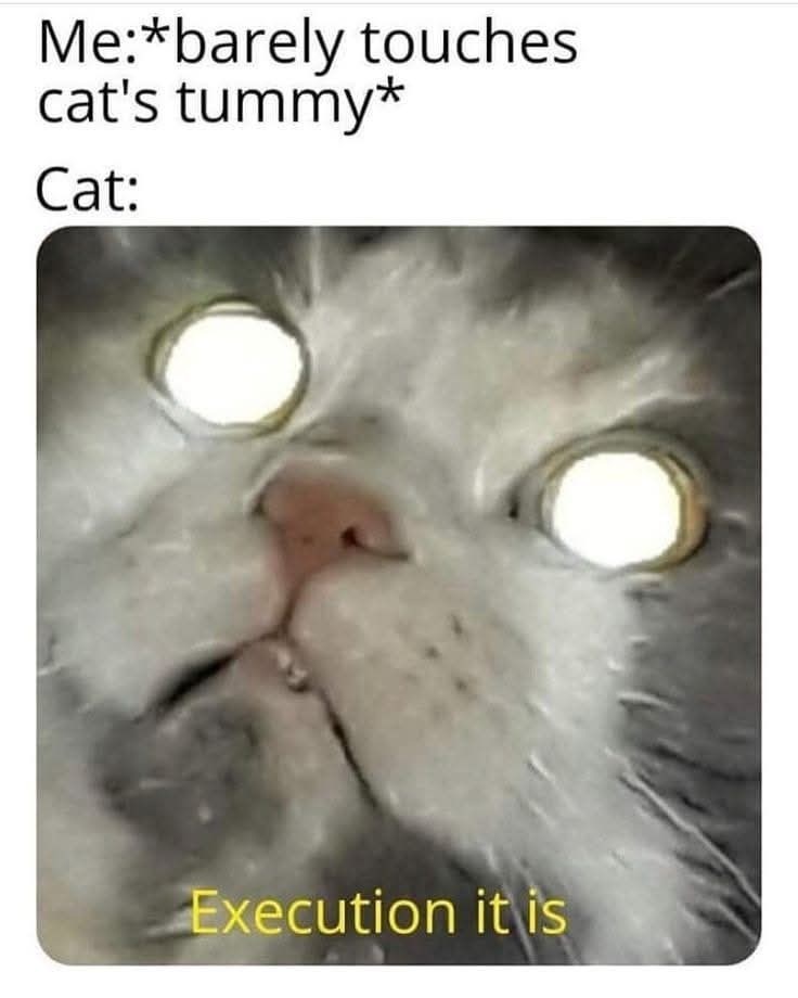 Me:*barely touches cat's tummy* Cat: Execution it is
