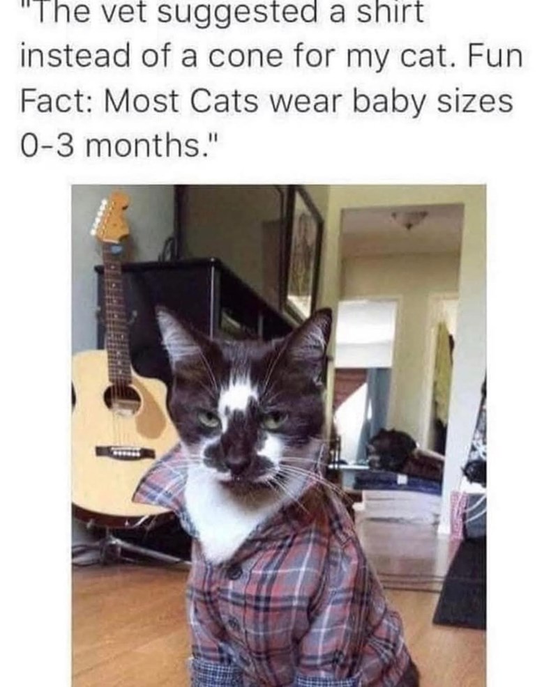 "The vet suggested a shirt instead of a cone for my cat. Fun Fact: Most Cats wear baby sizes 0-3 months."