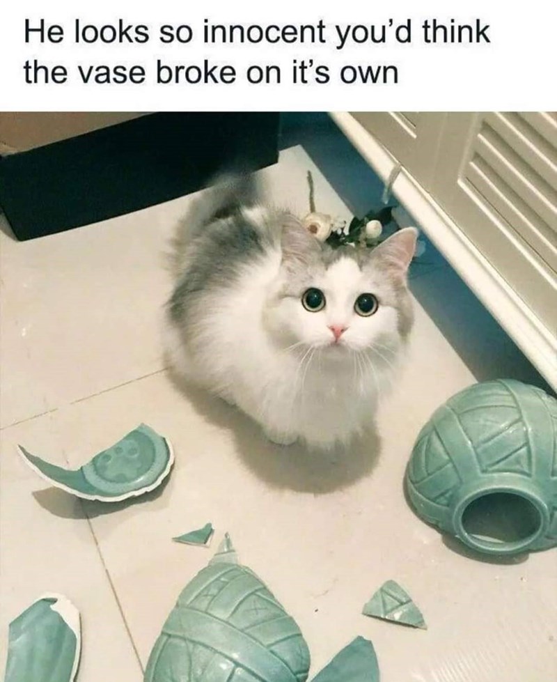 He looks so innocent you'd think the vase broke on it's own
