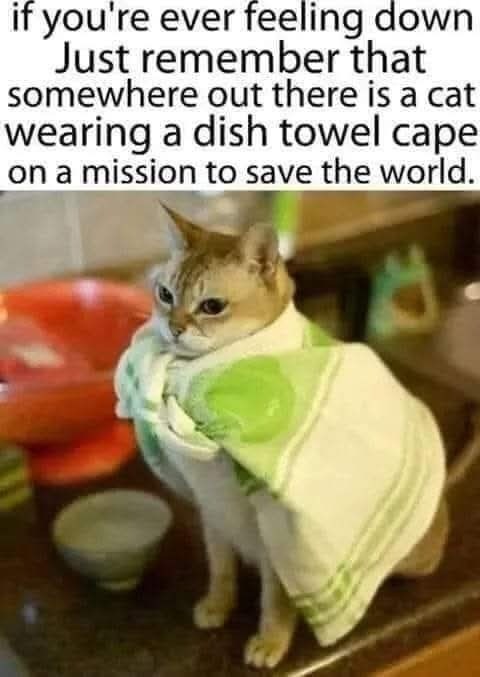 if you're ever feeling down Just remember that somewhere out there is a cat wearing a dish towel cape on a mission to save the world.