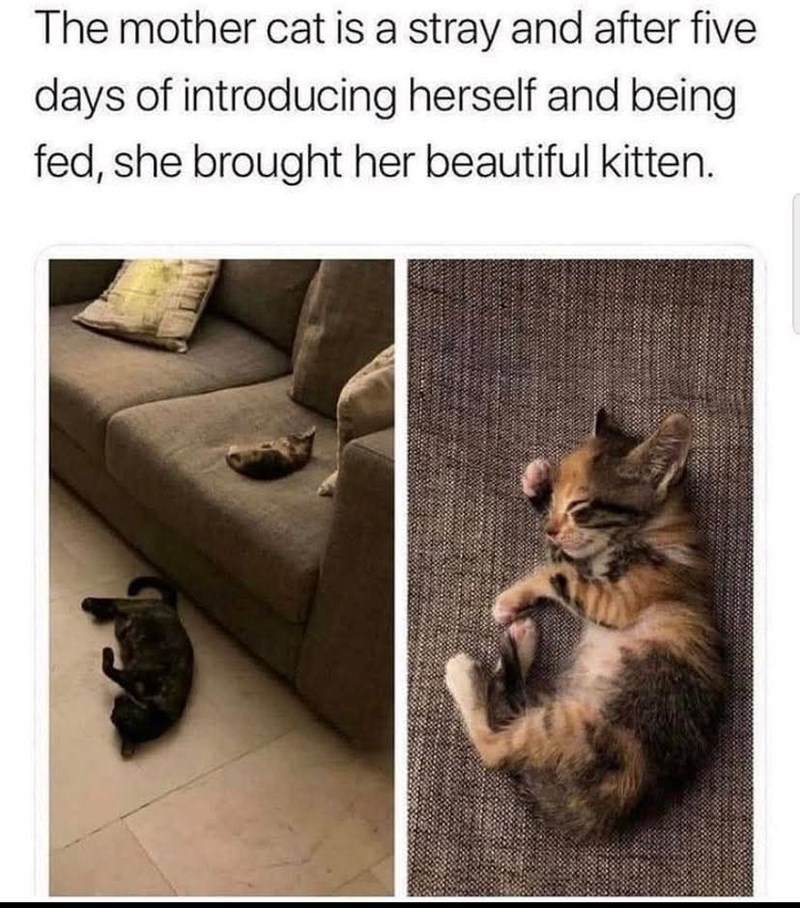 The mother cat is a stray and after five days of introducing herself and being fed, she brought her beautiful kitten.