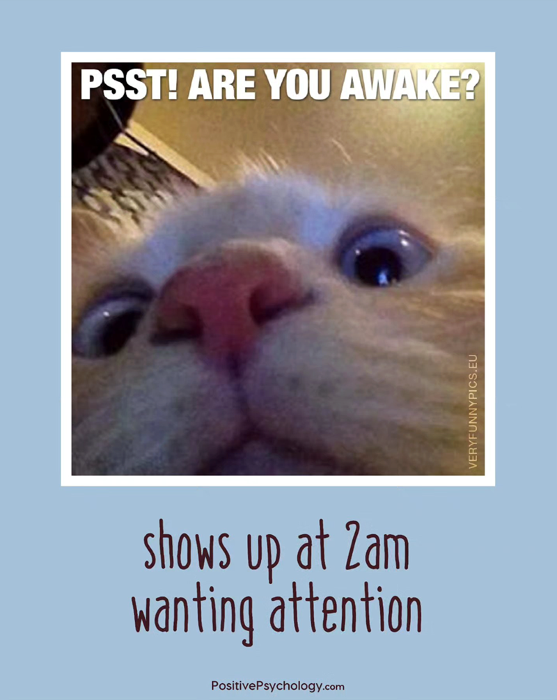 PSST! ARE YOU AWAKE? shows up at Zam wanting attention Positive Psychology.com VERYFUNNYPICS.EU