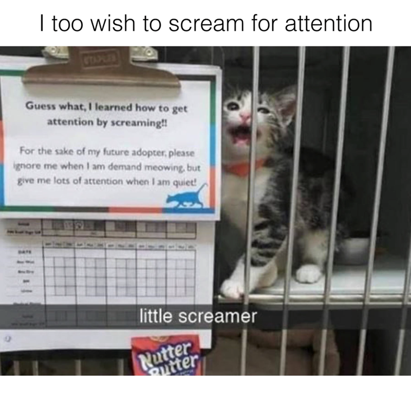 I too wish to scream for attention STAPLES Guess what, I learned how to get attention by screaming!! For the sake of my future adopter, please ignore me when I am demand meowing, but give me lots of attention when I am quiet! BATE little screamer Nutter tter