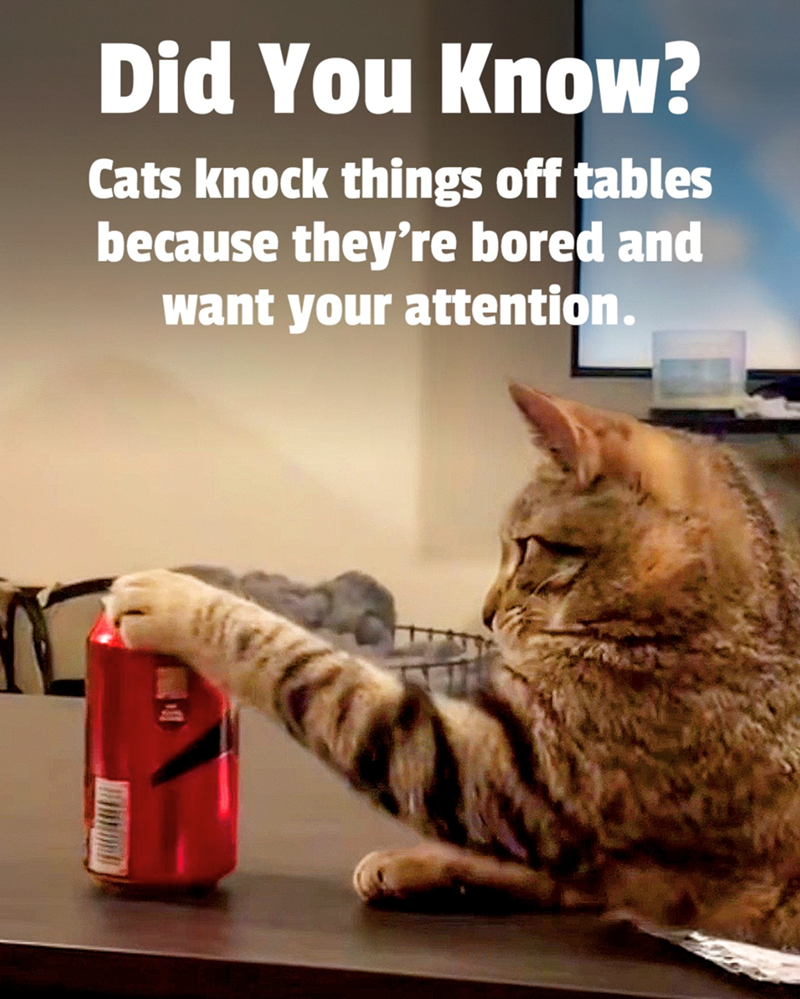 Did You Know? Cats knock things off tables because they're bored and want your attention.