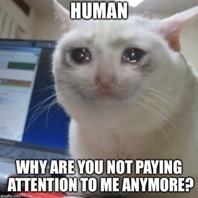 HUMAN WHY ARE YOU NOT PAYING ATTENTION TO ME ANYMORE? imgflip.com