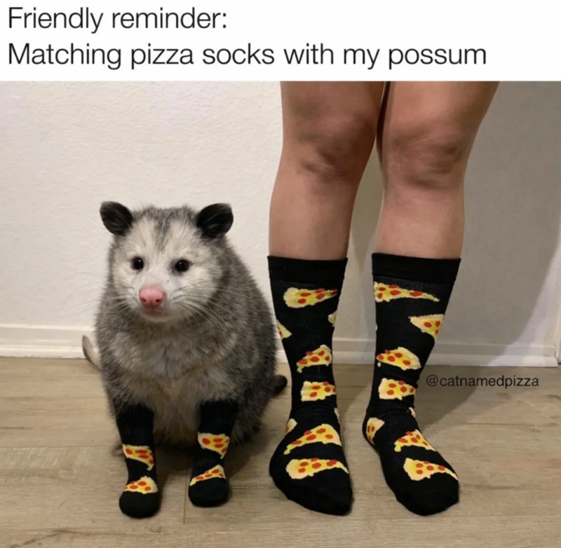 Friendly reminder: Matching pizza socks with my possum DUX @catnamedpizza
