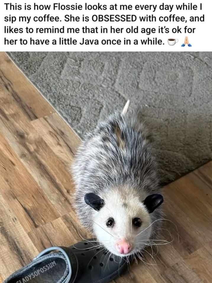 LADYSOPOSSUM This is how Flossie looks at me every day while I sip my coffee. She is OBSESSED with coffee, and likes to remind me that in her old age it's ok for her to have a little Java once in a while.