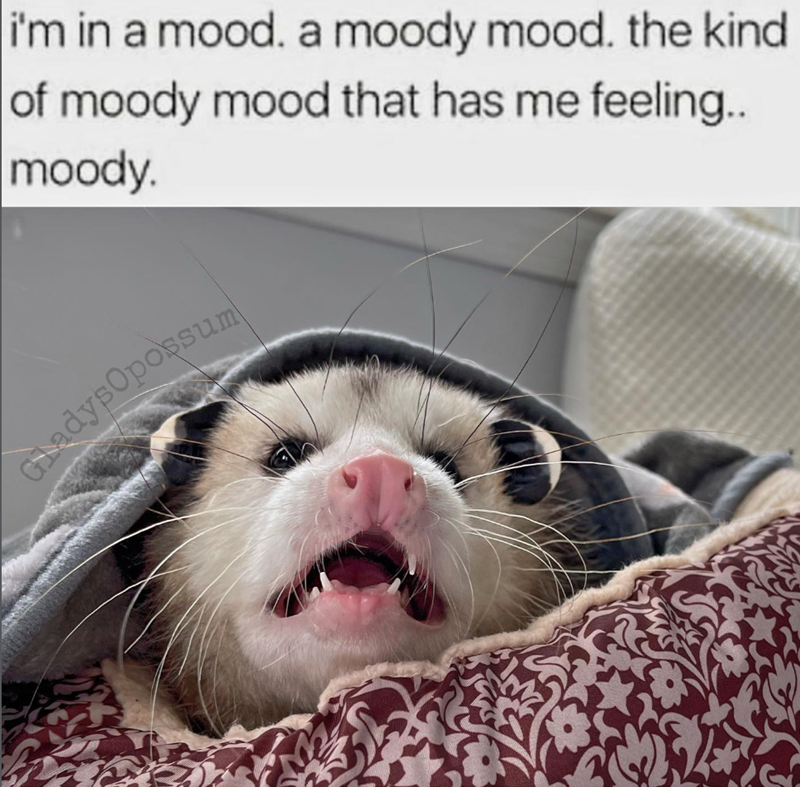 i'm in a mood. a moody mood. the kind of moody mood that has me feeling.. moody. GladysOpossum