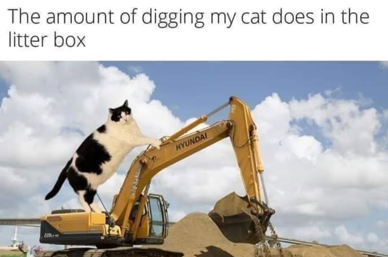 The amount of digging my cat does in the litter box HYUNDAI