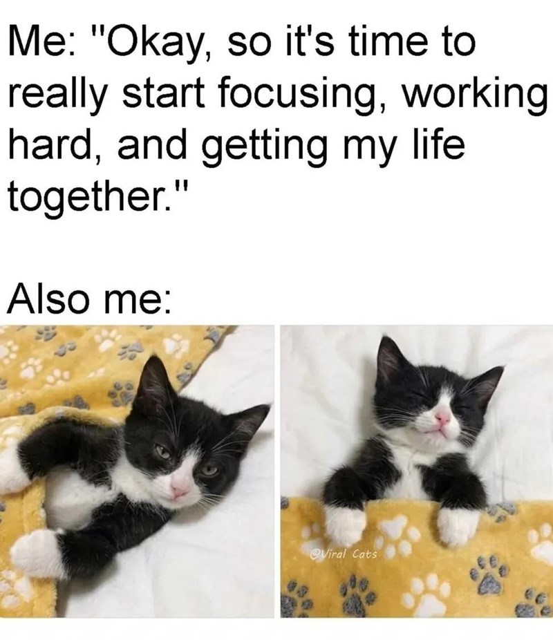 Me: "Okay, so it's time to really start focusing, working hard, and getting my life together." Also me: @Viral Cats