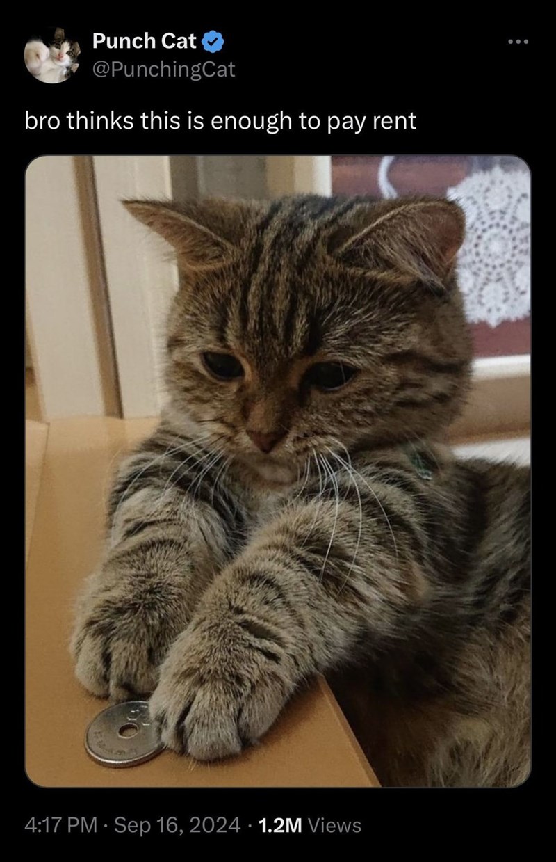 Punch Cat @PunchingCat bro thinks this is enough to pay rent 4:17 PM - Sep 16, 2024 · 1.2M Views