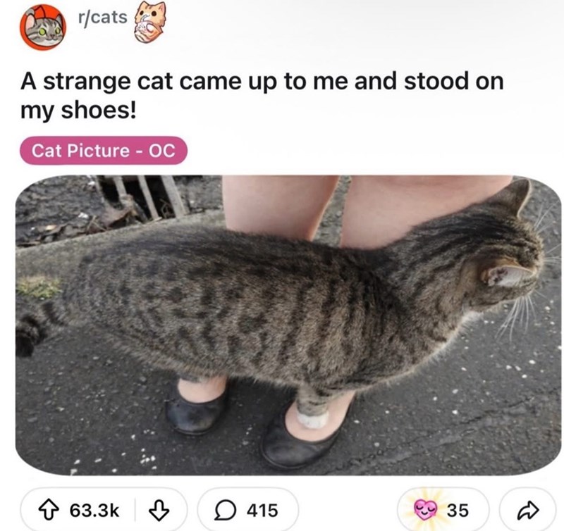 r/cats A strange cat came up to me and stood on my shoes! Cat Picture - OC 63.3k 415 35 R