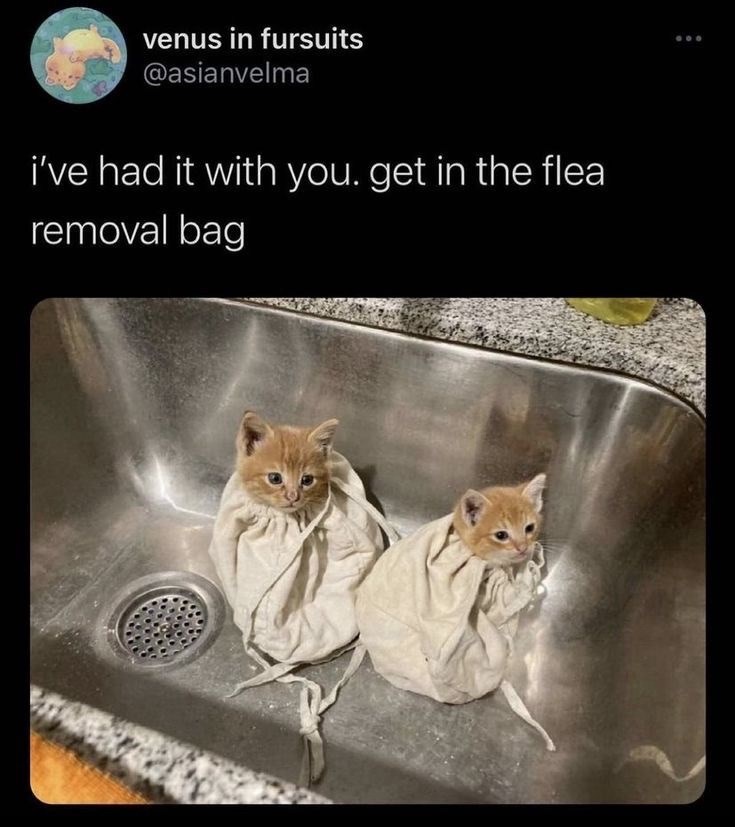 venus in fursuits @asianvelma i've had it with you. get in the flea removal bag