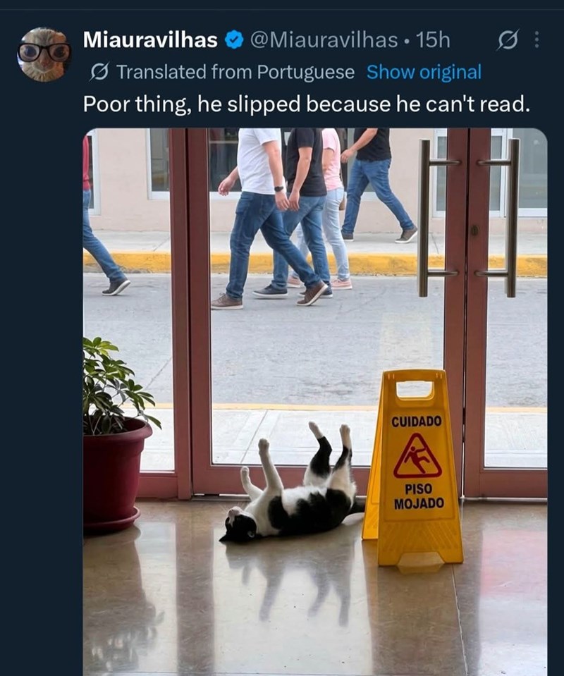Miauravilhas @Miauravilhas • 15h Translated from Portuguese Show original ༩: Poor thing, he slipped because he can't read. CUIDADO A PISO MOJADO